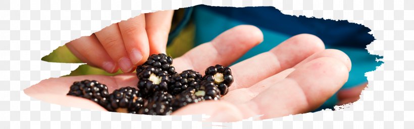 Tart Blackberry Fruit Preserves Pie, PNG, 1920x600px, Tart, Berry, Blackberry, Finger, Fruit Picking Download Free