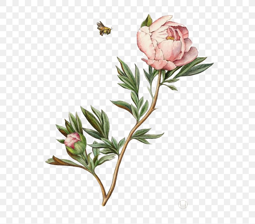 Botanical Illustration Drawing Watercolor Painting Peony Illustration, PNG, 564x721px, Botanical Illustration, Art, Botanical Illustrator, Cut Flowers, Drawing Download Free