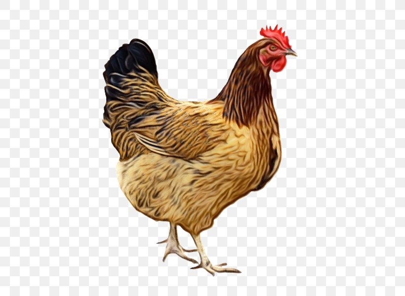 Chicken Bird Rooster Comb Fowl, PNG, 655x600px, Watercolor, Beak, Bird, Chicken, Comb Download Free