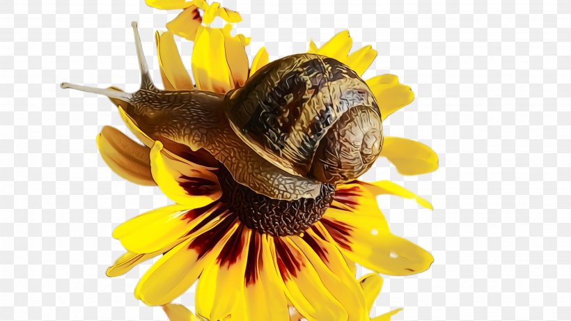 Sunflower, PNG, 2668x1500px, Watercolor, Flower, Paint, Plant, Sea Snail Download Free