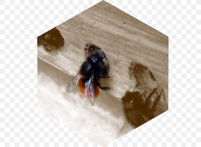 Bee Insect Hotel Osmia Cornuta Pollinator, PNG, 600x600px, Bee, Arthropod, Bumblebee, Carpenter Bee, Coccinella Septempunctata Download Free