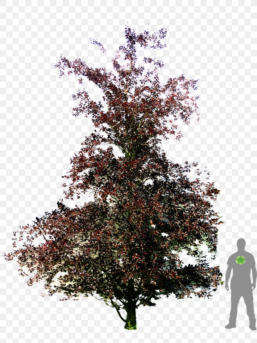 Copper Beech Weeping Beech American Beech Dawyck Botanic Garden Tree, PNG, 900x1200px, Copper Beech, Arborvitae, Beech, Branch, Dawyck Botanic Garden Download Free