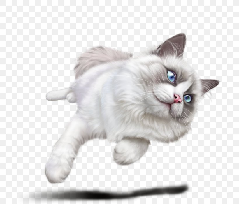 Kitten Ragamuffin Cat Ragdoll Whiskers Domestic Short-haired Cat, PNG, 700x700px, Kitten, Asian Semi Longhair, Blue, Carnivoran, Cat Download Free