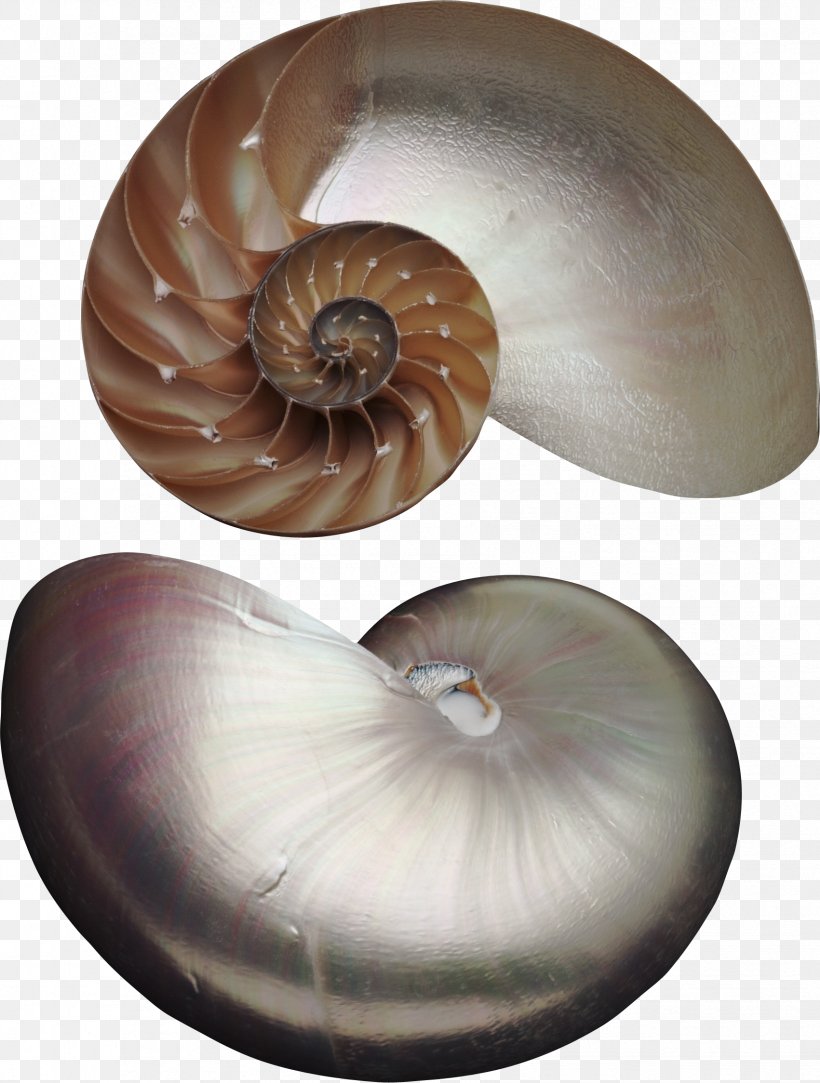 Nautilus Seashell Marine Invertebrates Animal Pearl, PNG, 1701x2248px, Nautilus, Animal, Earth Rangers, Invertebrate, Marine Invertebrates Download Free