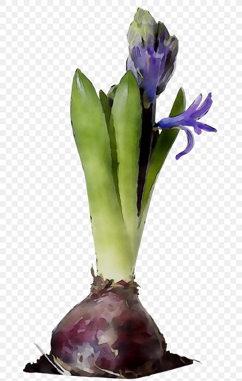 Purple Plant Stem Plants, PNG, 702x1289px, Purple, Botany, Cattleya, Crocus, Flower Download Free