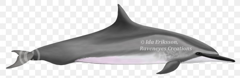 Tucuxi Common Bottlenose Dolphin White-beaked Dolphin Porpoise Irrawaddy Dolphin, PNG, 1024x335px, Tucuxi, Animal, Animal Figure, Australia, Australian Snubfin Dolphin Download Free