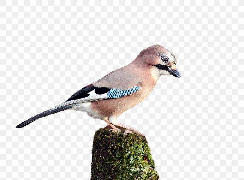 Blue Jay Finch Fauna Beak Feather, PNG, 1000x741px, Blue Jay, Beak, Bird, Crow Like Bird, Fauna Download Free