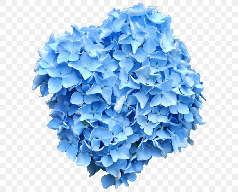 Cut Flowers Clip Art, PNG, 600x661px, Flower, Blue, Cornales, Cut Flowers, Electric Blue Download Free
