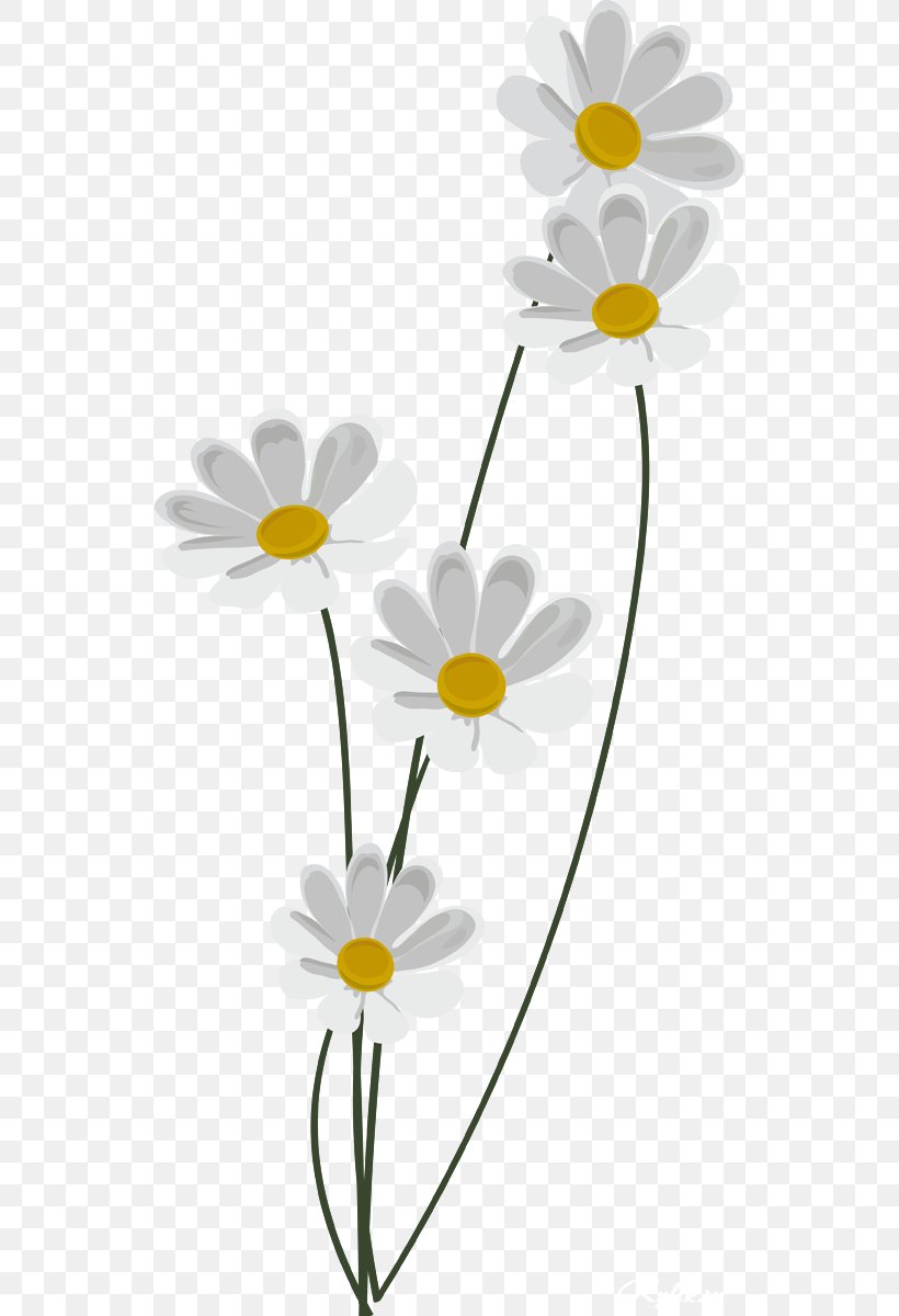 Matricaria PhotoScape Information, PNG, 537x1200px, Matricaria, Animation, Chamaemelum Nobile, Chamomile, Daisy Download Free