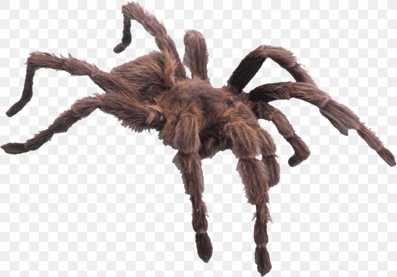 Spider Bite Spider Web Spider Silk, PNG, 1637x1145px, Spider, Amazing Spiders, Arachnid, Arthropod, Eight Legs Download Free