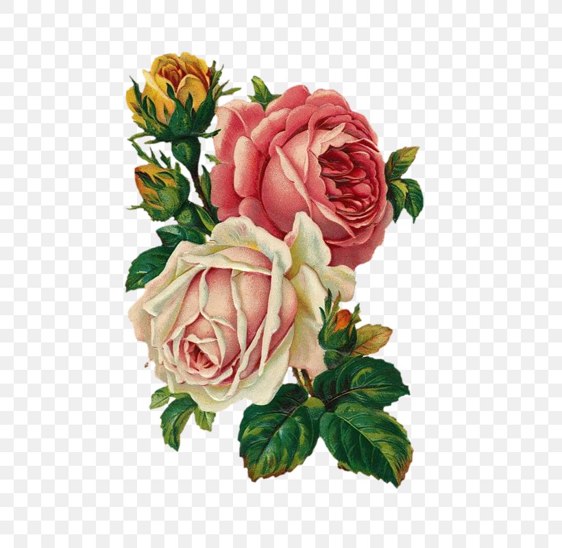Vintage Roses: Beautiful Varieties For Home And Garden Flower Bouquet Antique, PNG, 559x800px, Rose, Antique, Artificial Flower, Cut Flowers, Decoupage Download Free