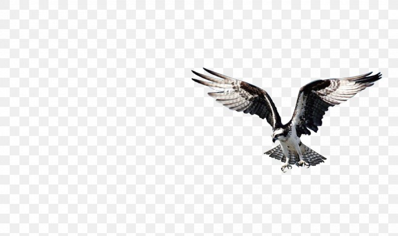 Bird Of Prey Bald Eagle Beak, PNG, 1920x1138px, Bird, African Fish Eagle, Animal, Bald Eagle, Beak Download Free