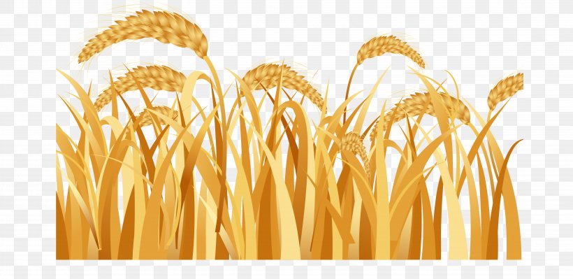 Emmer Ear Harvest Rice, PNG, 4120x2009px, Emmer, Cereal, Cereal Germ, Commodity, Crop Download Free