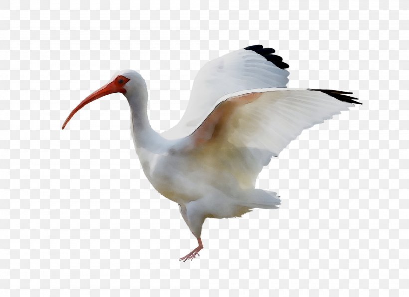 Ibis Water Bird Beak Neck, PNG, 2000x1455px, Ibis, Beak, Bird, Crane, Cranelike Bird Download Free