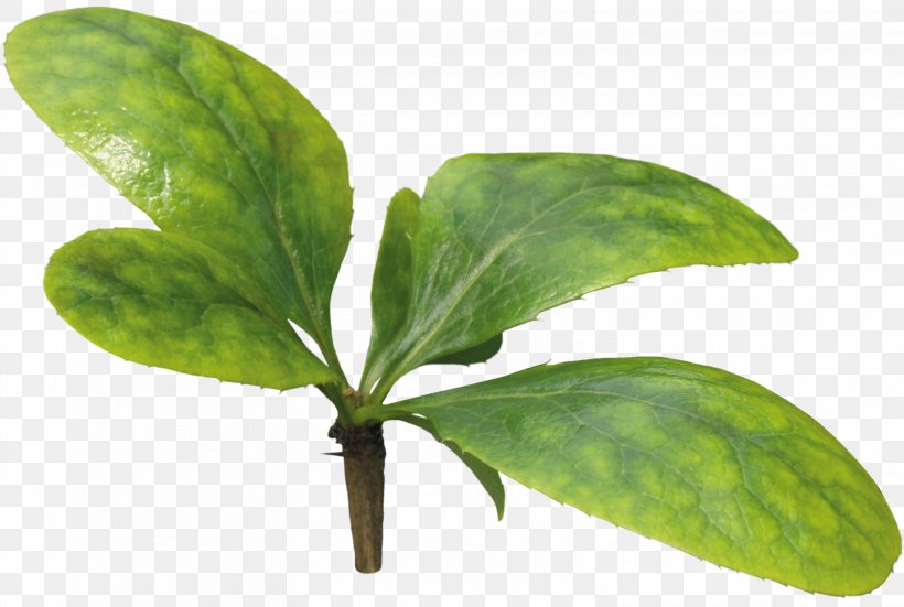 Leaf Plant Stem Herb Tree, PNG, 3141x2113px, Leaf, Herb, Plant, Plant Stem, Tree Download Free
