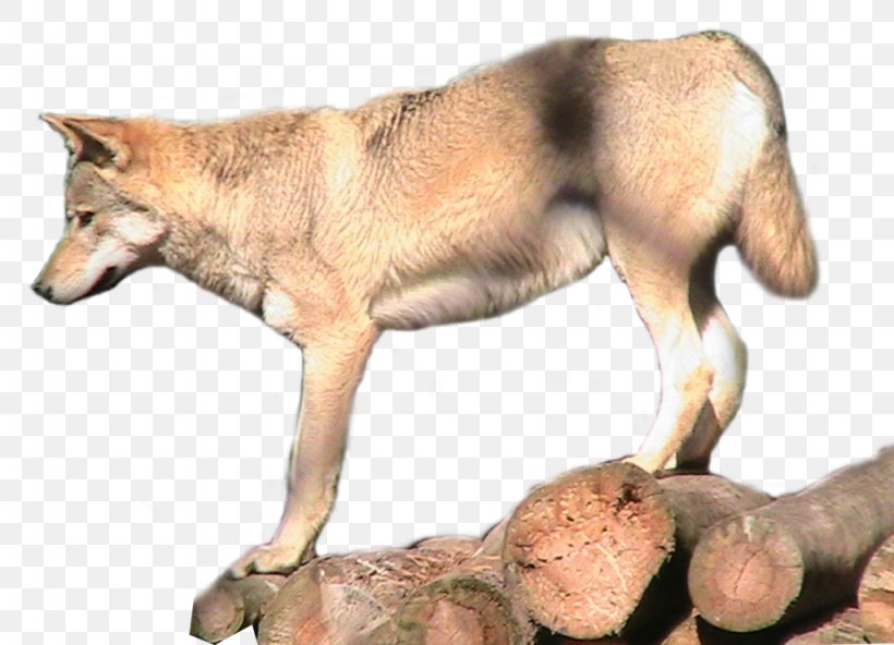 Saarloos Wolfdog Arctic Wolf Coyote Animal, PNG, 1024x740px, Saarloos Wolfdog, Animal, Arctic Wolf, Canidae, Carnivoran Download Free