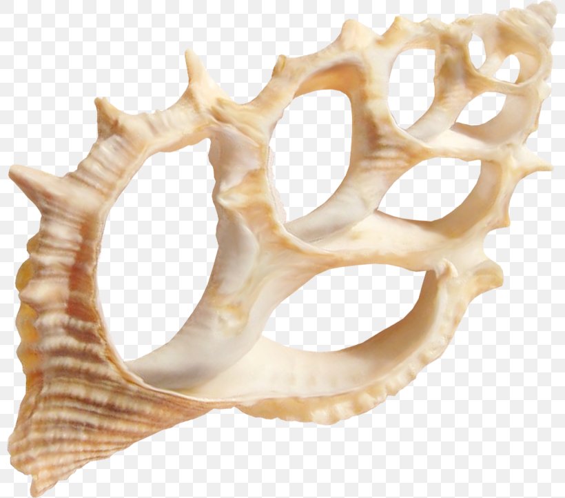 Seashell Marine Clip Art, PNG, 800x722px, Seashell, Beach, Bone, Conch, Jaw Download Free