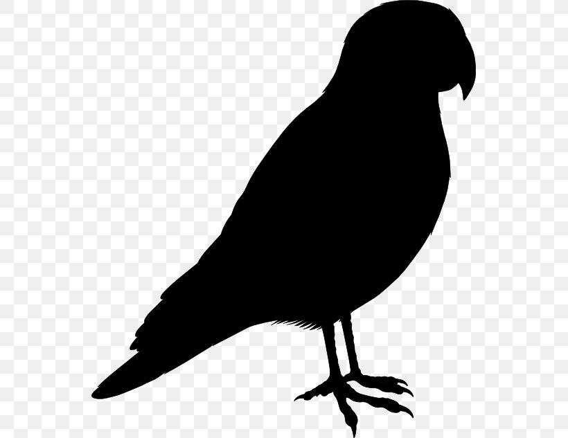 Bird Clip Art European Robin Image, PNG, 555x633px, Bird, American Crow, Beak, Blackandwhite, Blackbird Download Free