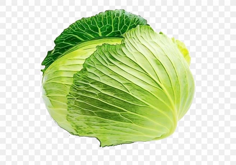 Cabbage Leaf Vegetable Iceburg Lettuce Wild Cabbage, PNG, 2000x1400px, Watercolor, Cabbage, Iceburg Lettuce, Leaf, Leaf Vegetable Download Free