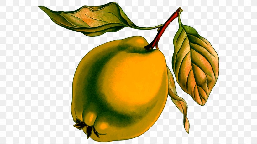 Clip Art Image Pear Quince Drawing, PNG, 1600x900px, Pear, Drawing, Food, Fruit, Fruit Tree Download Free