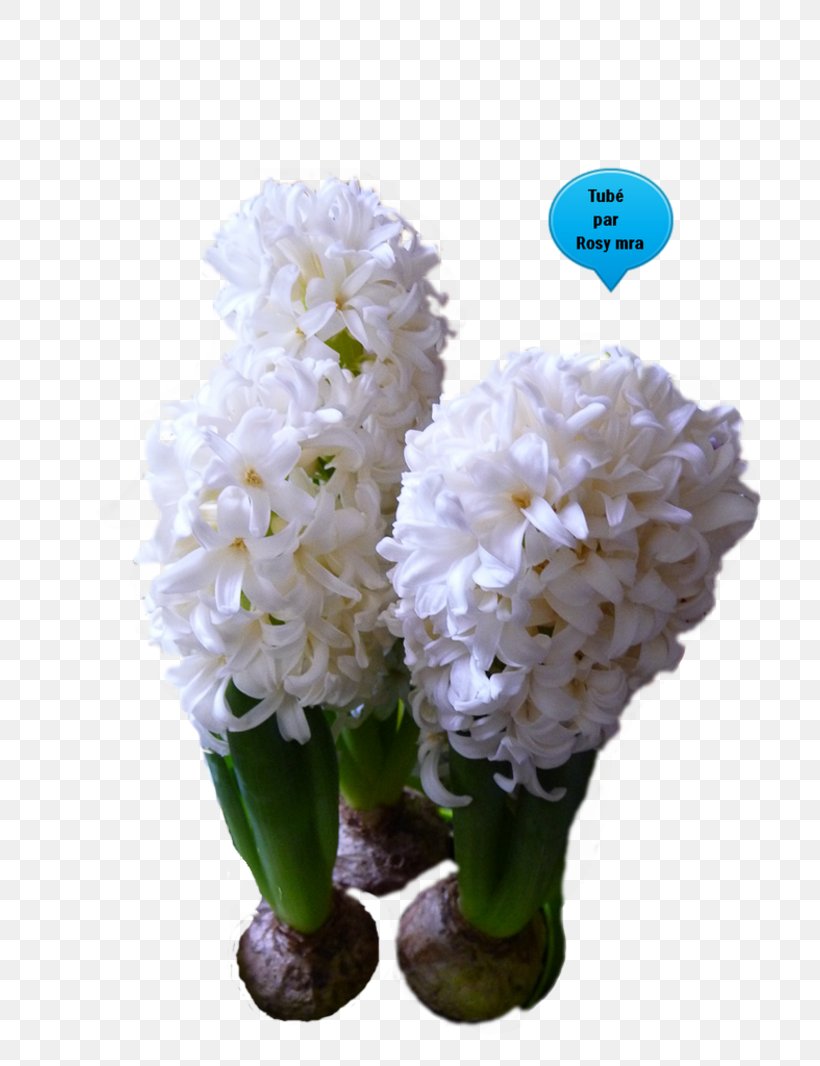 Cut Flowers Hyacinth Bulb Plant, PNG, 800x1066px, Flower, Amaryllis, Bulb, Cut Flowers, Daffodil Download Free