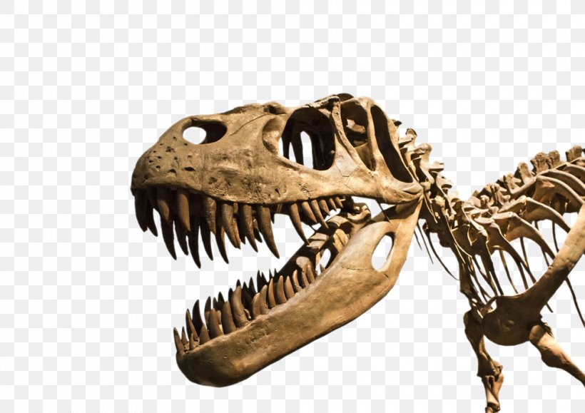 Dragon Teeth Tyrannosaurus Nanotyrannus Stegosaurus Spinosaurus, PNG, 1000x707px, Tyrannosaurus, Bone, Coprolite, Dinosaur, Extinction Download Free