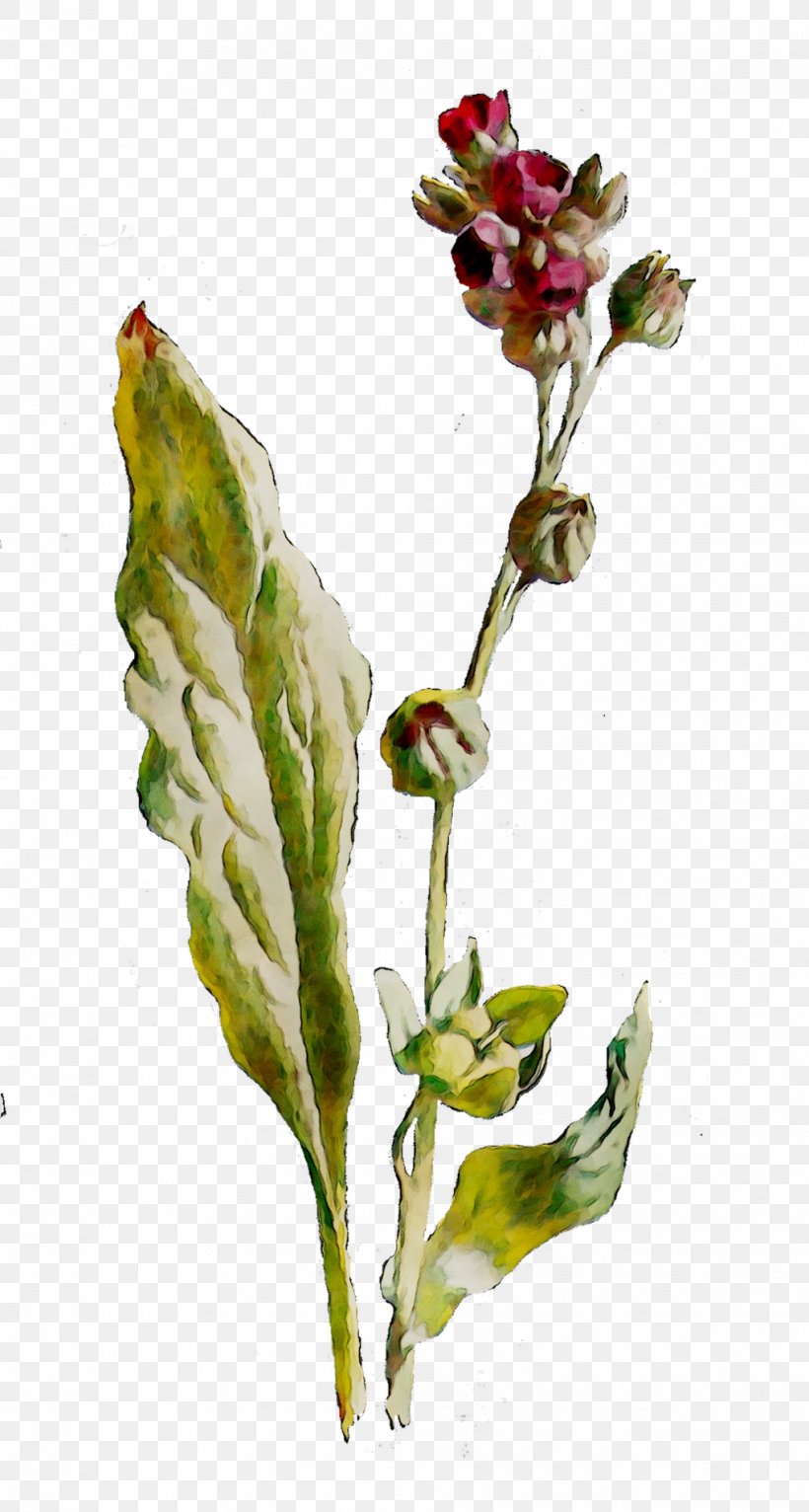 Flowering Plant Plant Stem Bud Herb, PNG, 1018x1903px, Flowering Plant, Botany, Bud, Flower, Herb Download Free