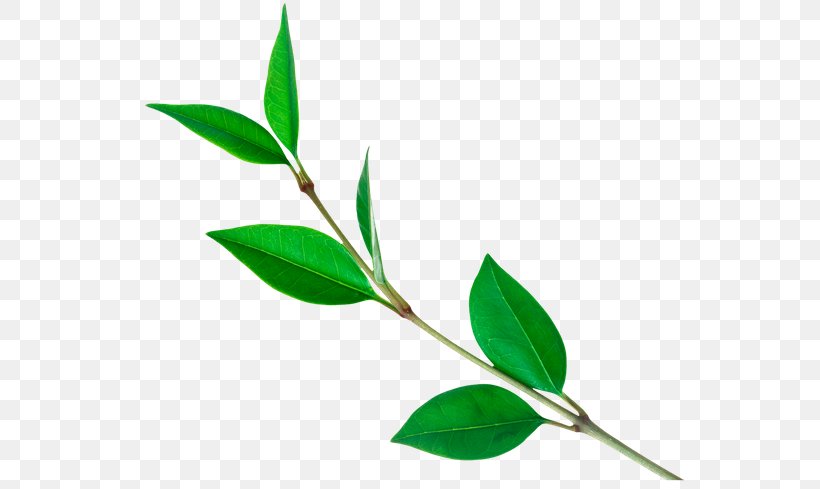 Green Tea Clip Art Tea Plant, PNG, 600x489px, Tea, Branch, Green Tea, Leaf, Plant Download Free