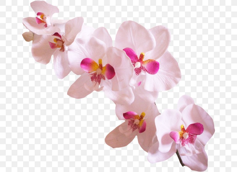 Success With Orchids Popular Orchids Clip Art, PNG, 670x597px, Orchids, Blossom, Cut Flowers, Dendrobium, Digital Image Download Free