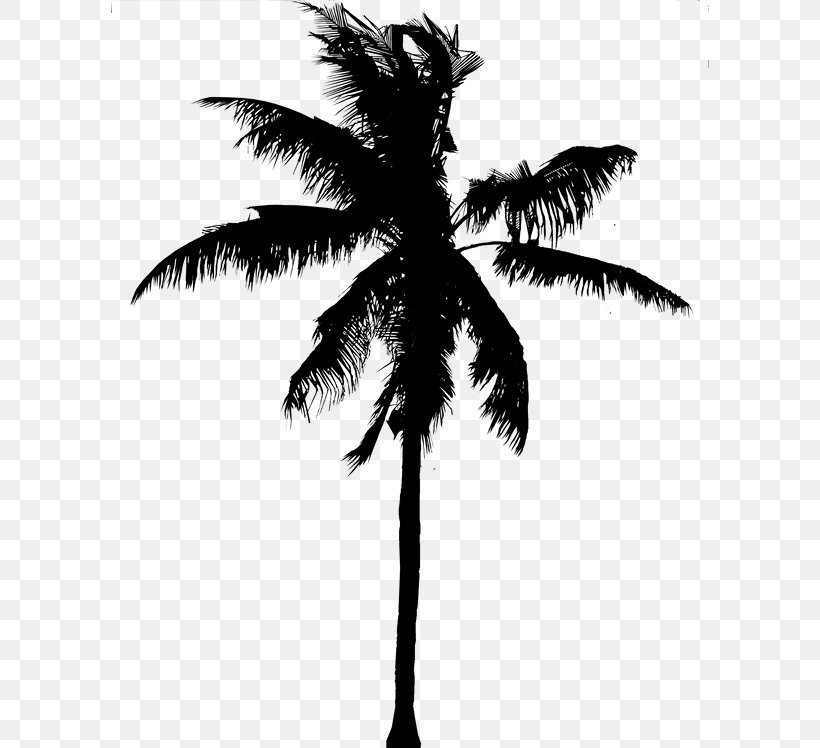 Asian Palmyra Palm Coconut Date Palm Silhouette Black, PNG, 598x748px, Asian Palmyra Palm, Arecales, Attalea Speciosa, Black, Blackandwhite Download Free