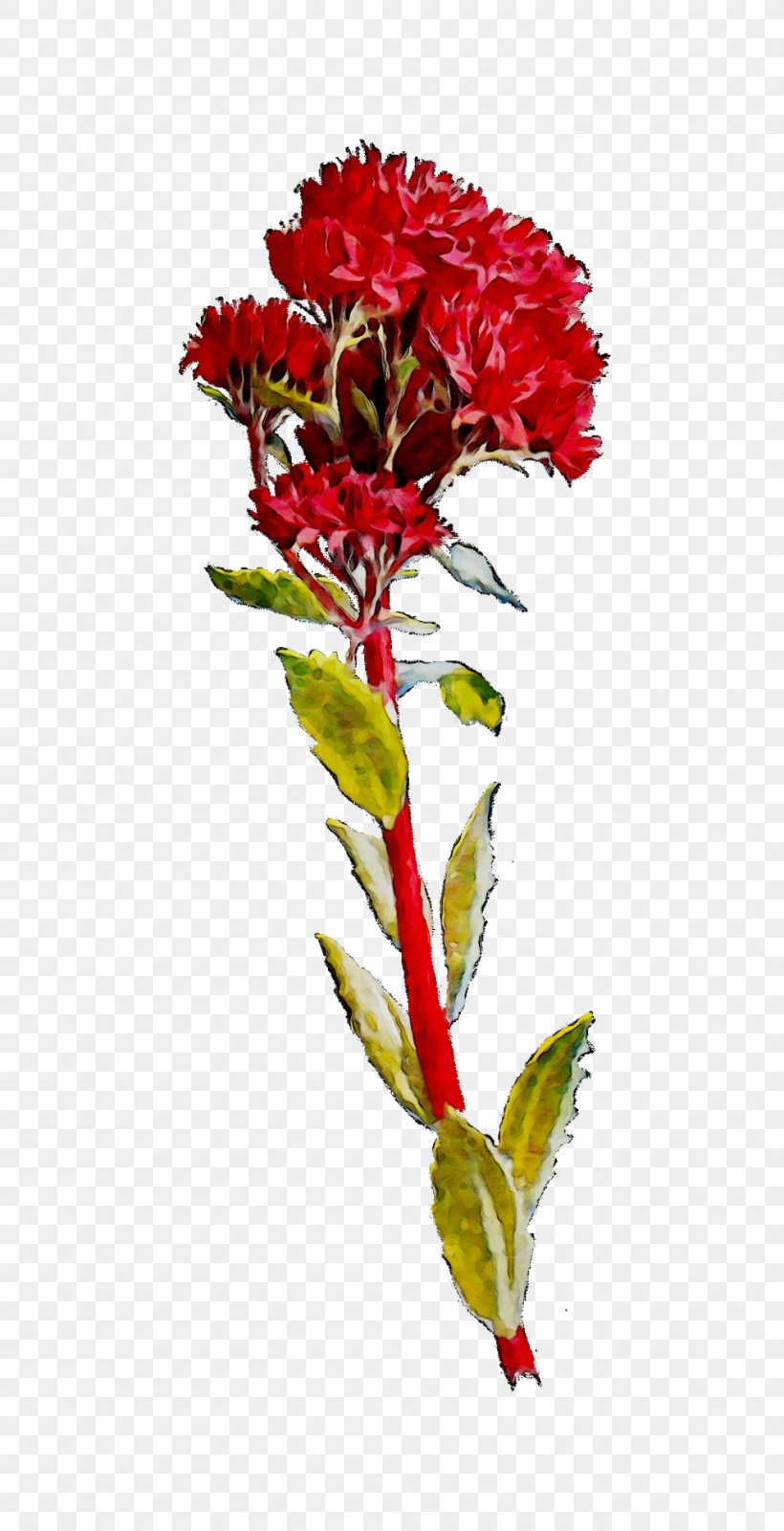 Carnation Floral Design Cut Flowers Plant Stem, PNG, 992x1936px, Carnation, Amaranth Family, Botany, Castilleja, Cockscomb Download Free