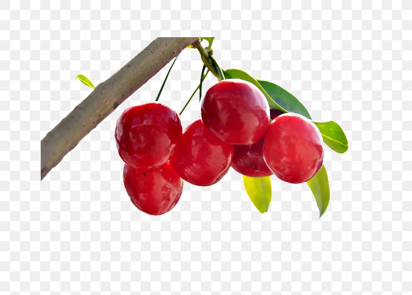 Cherry Berry Fruit, PNG, 658x587px, Cherry, Auglis, Berry, Cerise, Cherry Blossom Download Free