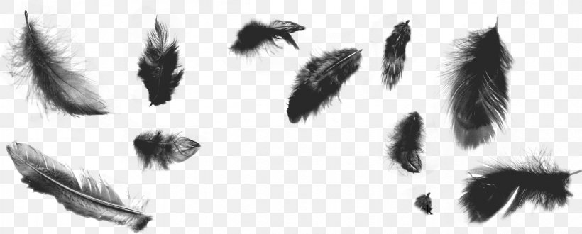 Feather Brush Bird Illustrator, PNG, 1192x480px, Feather, Art, Bird, Black And White, Brush Download Free