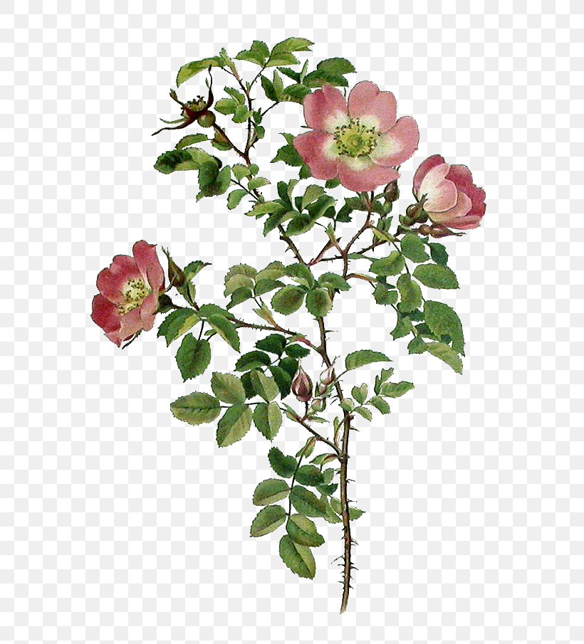 Garden Roses Cabbage Rose Burnet Rose Sweet-Brier Floribunda, PNG, 646x905px, Garden Roses, Branch, Burnet Rose, Cabbage Rose, Cut Flowers Download Free