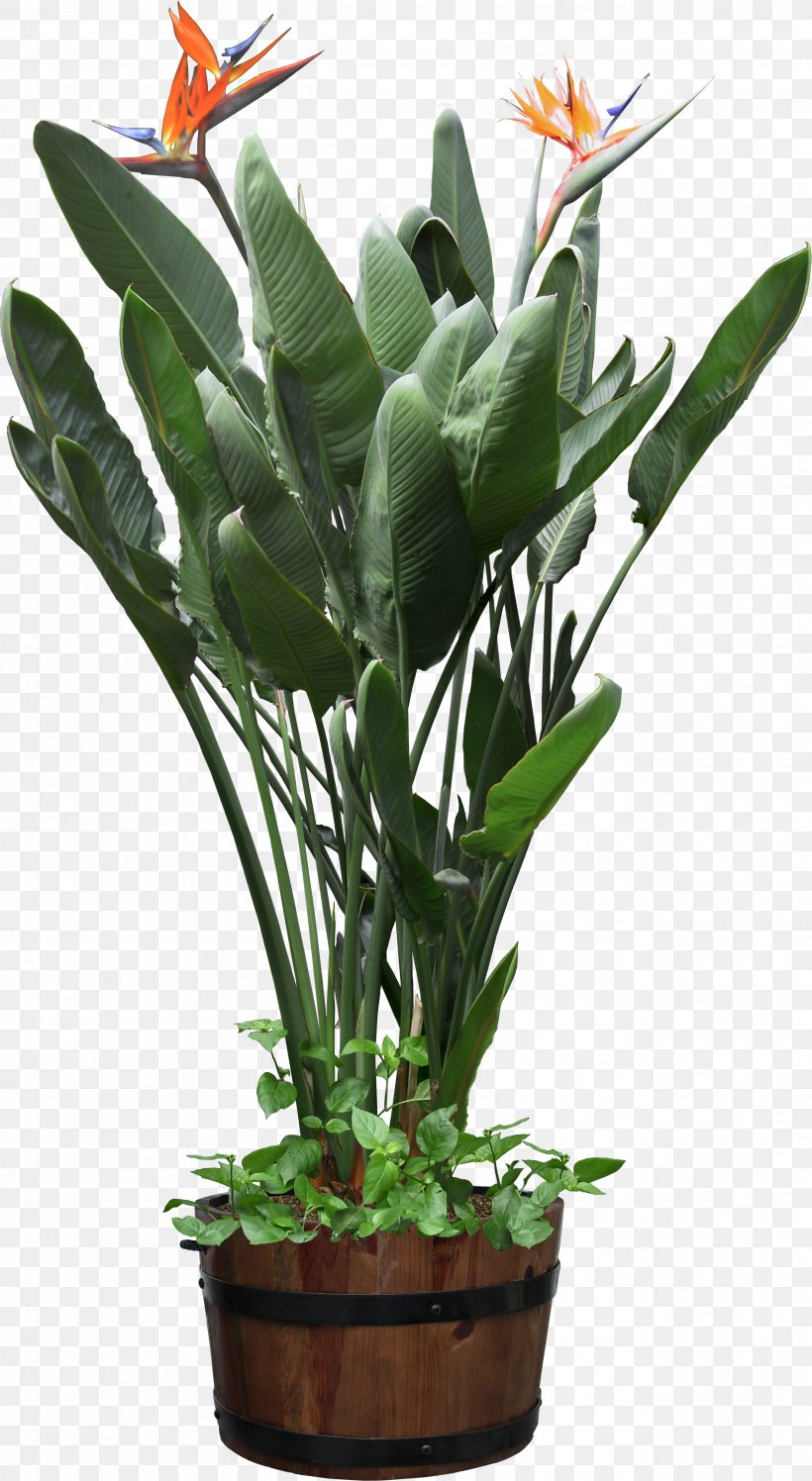 Plants Vs. Zombies Bird Of Paradise Flower, PNG, 2608x4759px, Plant, Bird Of Paradise Flower, Epipremnum, Fiddleleaf Fig, Flower Download Free