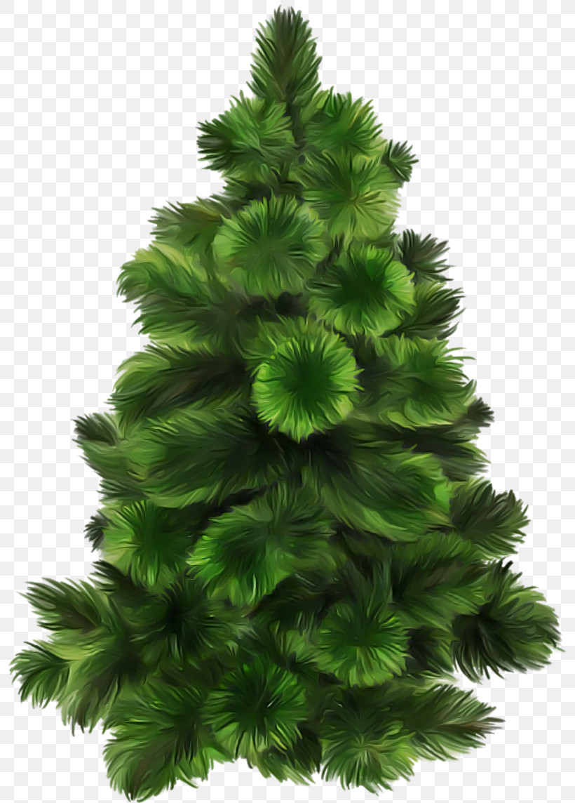 Christmas Tree, PNG, 800x1144px, White Pine, American Larch, Balsam Fir, Branch, Christmas Decoration Download Free
