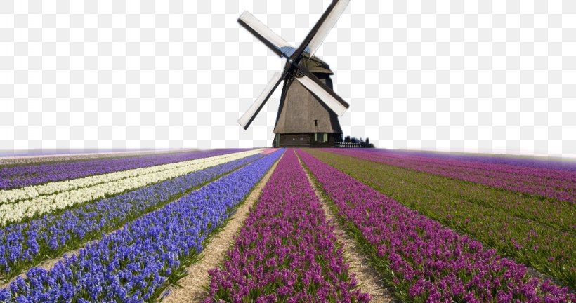 Kinderdijk Windmills In Holland Tilting At Windmills Wallpaper, PNG, 1024x540px, Kinderdijk, Aspect Ratio, Computer, Energy, English Lavender Download Free