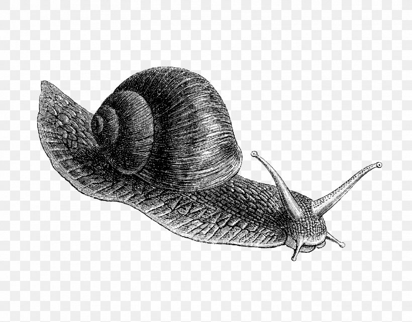 Land Snail Drawing Molluscs Clip Art, PNG, 1772x1389px, Snail, Animal, Black And White, Cartoon, Drawing Download Free
