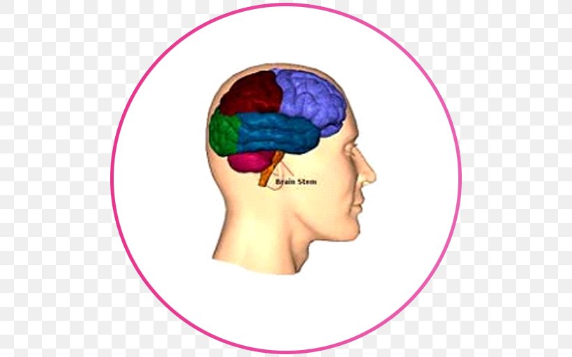 Lobes Of The Brain Frontal Lobe Injury Occipital Lobe, PNG, 512x512px, Watercolor, Cartoon, Flower, Frame, Heart Download Free