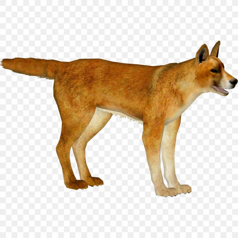 Singing Cartoon, PNG, 878x878px, Dingo, Ancient Dog Breeds, Animal, Canaan Dog, Canis Download Free