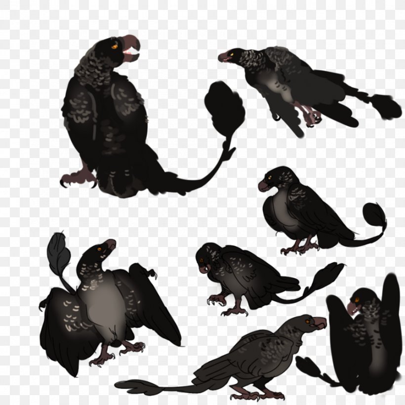Beak Fauna Galliformes Wildlife Crow, PNG, 894x894px, Beak, Bird, Crow, Fauna, Galliformes Download Free