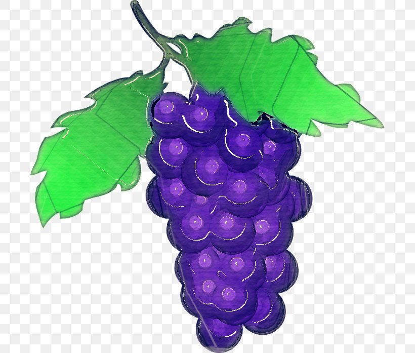 Grape Grape Leaves Seedless Fruit Grapevine Family Vitis, PNG, 700x697px, Grape, Fruit, Grape Leaves, Grapevine Family, Leaf Download Free