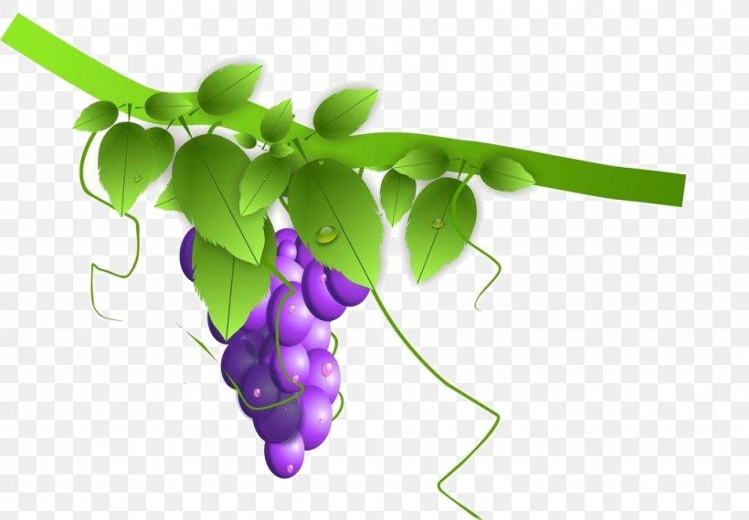 Grapevines, PNG, 1024x713px, Grape, Aesops Fables, Branch, Designer, Grapevines Download Free