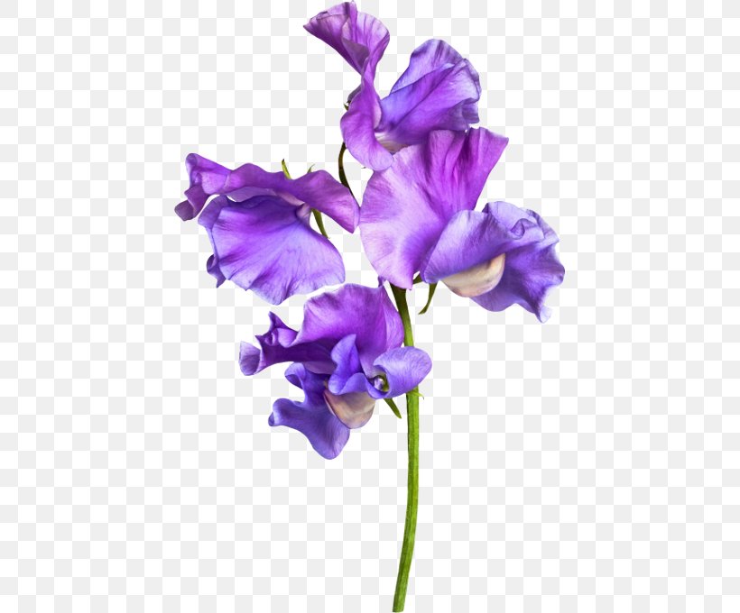 Sweet Pea Purple Cut Flowers, PNG, 433x680px, Sweet Pea, Botanical Illustration, Color, Cut Flowers, Flower Download Free
