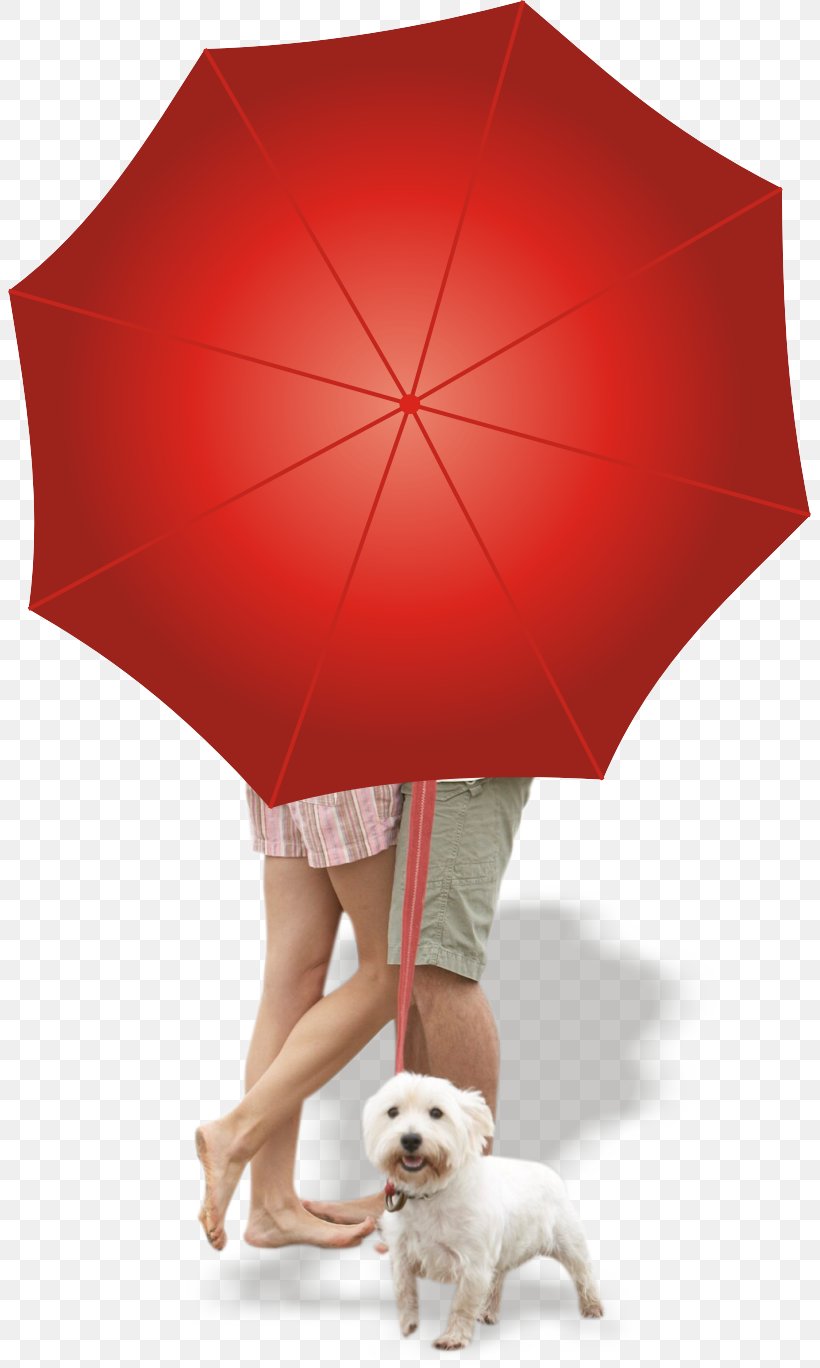 Umbrella Red, PNG, 803x1368px, Umbrella, Designer, Rain, Red Download Free