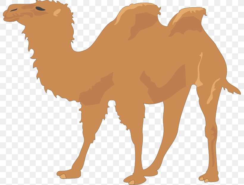 Camel Clip Art, PNG, 800x624px, Camel, Arabian Camel, Camel Like Mammal, Carnivoran, Cartoon Download Free