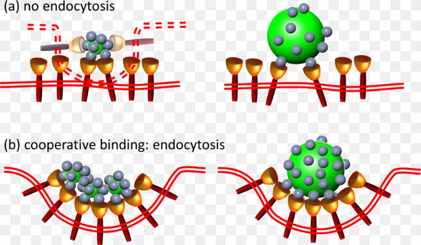 Cell Organism Nanoparticle Phagocytosis Endocytosis, PNG, 1059x619px, Cell, Area, Body Jewelry, Confocal Microscopy, Diagram Download Free