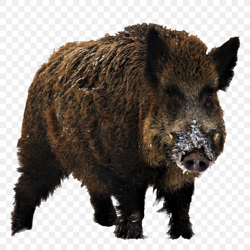 Wild Boar Red Deer Boar Hunting Big-game Hunting, PNG, 1000x1000px, Wild Boar, Biggame Hunting, Boar Hunting, Domestic Pig, Fallow Deer Download Free