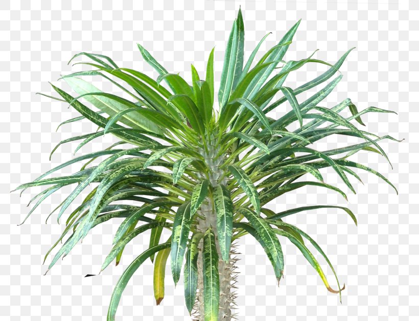 Arecaceae Subtropics Houseplant Evergreen Leaf, PNG, 786x630px, Arecaceae, Arecales, Evergreen, Grass, Houseplant Download Free