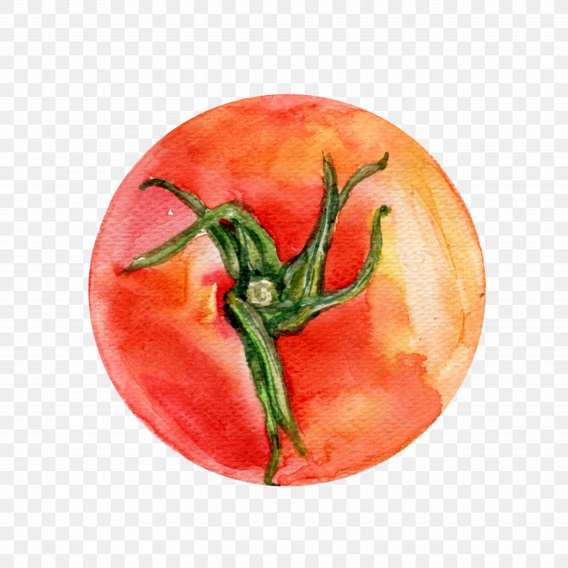 Bush Tomato Watercolor Painting Vegetable Illustration, PNG, 5000x5000px, Tomato, Bush Tomato, Chili Pepper, Drawing, Eggplant Download Free